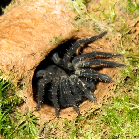 I am a Trap Door Spider and I love Sandwiches