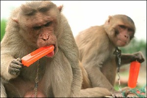monkey-popsicle