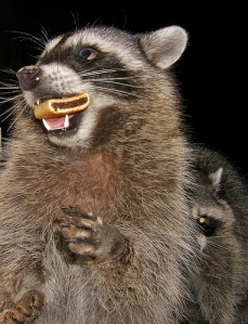 Raccoon Eating a Fig Newton