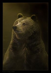 Bear Portrait